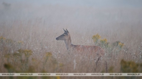 Осеннее утро в Беловежской пуще Осеннее утро в Беловежской пуще