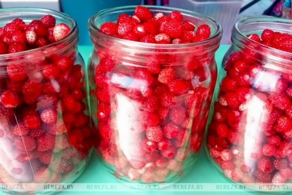 Первые лесные ягоды появились на рынке в Березе. Цены