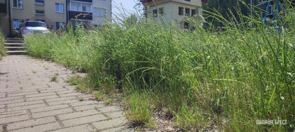 Читатель: Брест, ул. Я.Купалы. Вон какая трава вымахала
Читатель: Брест, ул. Я.Купалы. Вон какая трава вымахала