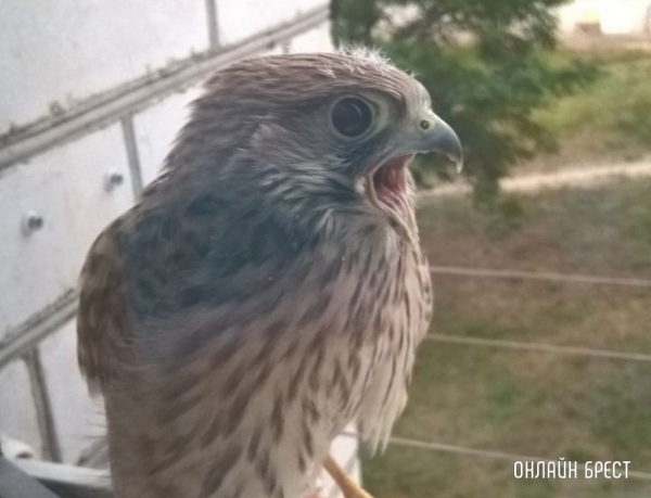 Эколог из Брестской области рассказал, что делать при обнаружении дикой птицы и чем чревата «ненужная» помощь Эколог из Брестской области рассказал, что делать при обнаружении дикой птицы и чем чревата «ненужная» помощь