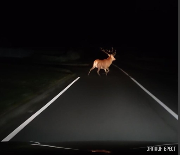 Быть внимательными и не пытаться проскочить. Как избежать ДТП с дикими животными Быть внимательными и не пытаться проскочить. Как избежать ДТП с дикими животными