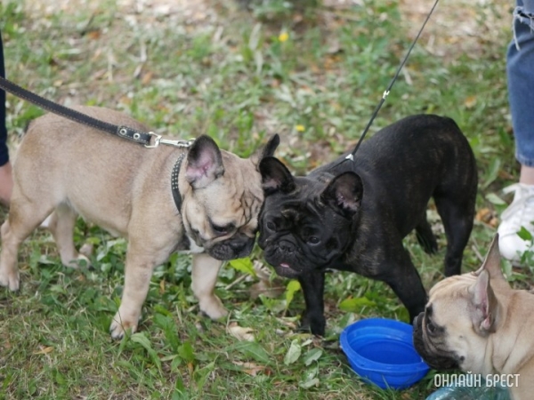 Заводим щенка и котенка. Что нужно знать перед покупкой питомца