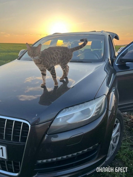 Читатель: Прошу помощи. 20 июня в районе д.Бульково потерялась Бенгальская кошка
             
                Читатель: Прошу помощи. 20 июня в районе д.Бульково потерялась Бенгальская кошка