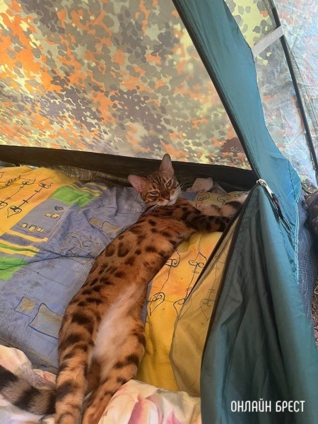 Читатель: Прошу помощи. 20 июня в районе д.Бульково потерялась Бенгальская кошка
             
                Читатель: Прошу помощи. 20 июня в районе д.Бульково потерялась Бенгальская кошка